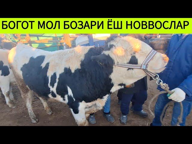 ХОРАЗМ БОГОТ МОЛ БОЗОРИ БОКИЛАДИГАН ХУКИЗЛАР ЯНГИ НАРХЛАРИ 11-Декабря 2024 г !!! ХОРАЗМ ОБЗОР