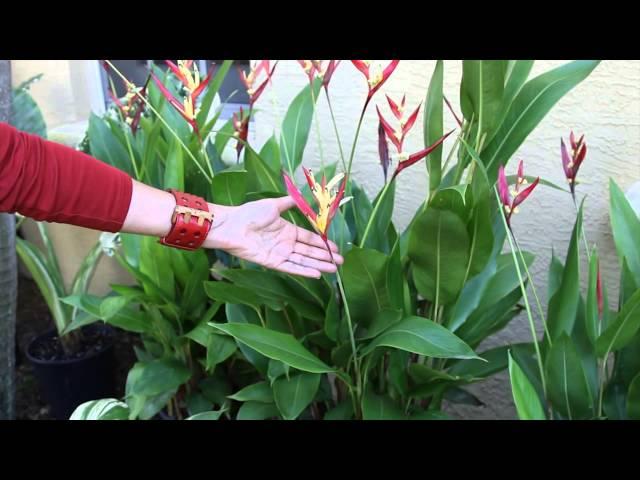 How to Landscape a Small, Front Tropical Garden : Landscaping & Floral Decor