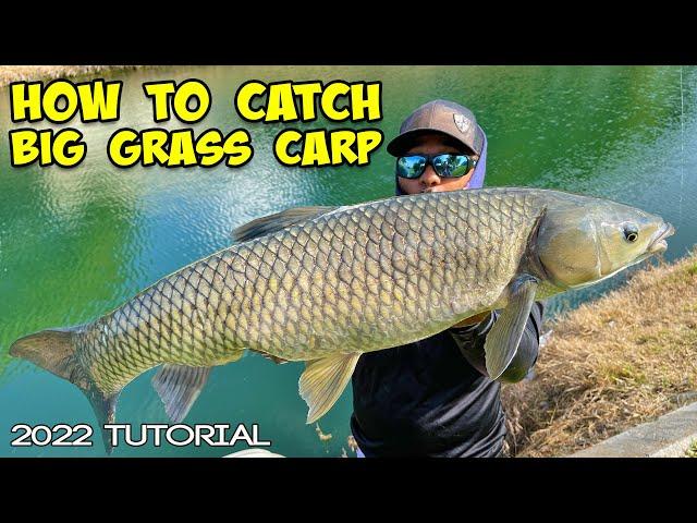 How To Catch Grass Carp! BEST Carp Fishing Tutorial 2022