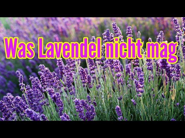 Was Lavendel nicht mag - Diese Fehler bei der Pflege von Lavendel unbedingt vermeiden Lavandula