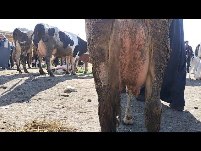 بيضحكو عليك يا فلاح ياخدو البهايم بتاعتك رخيصه ويبيعوها غاليه حافظ على مالك واعرف الاسعار قبل متبيع