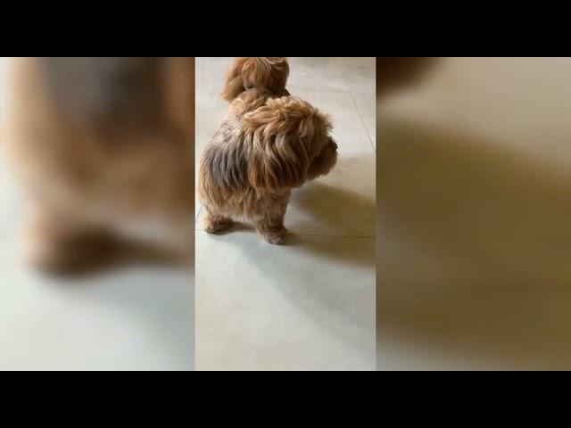 cute dog  of ashish. /jk comedy