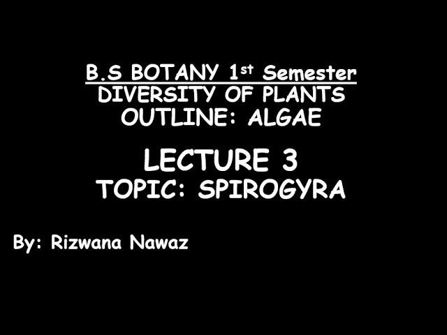 Spirogyra by Rizwana Nawaz