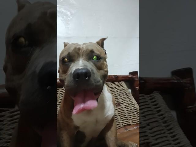Meet my grand baby #comedy #funny #stitch #jokes #greenscreen #dog #rafi
