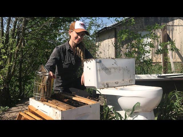 The Weirdest Place I've Ever Removed Bees From