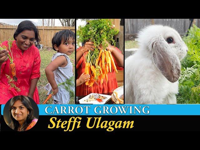 Carrot Growing Vlog in Tamil | Carrot Cupcake | Carrot Jam | Giveaway Winners