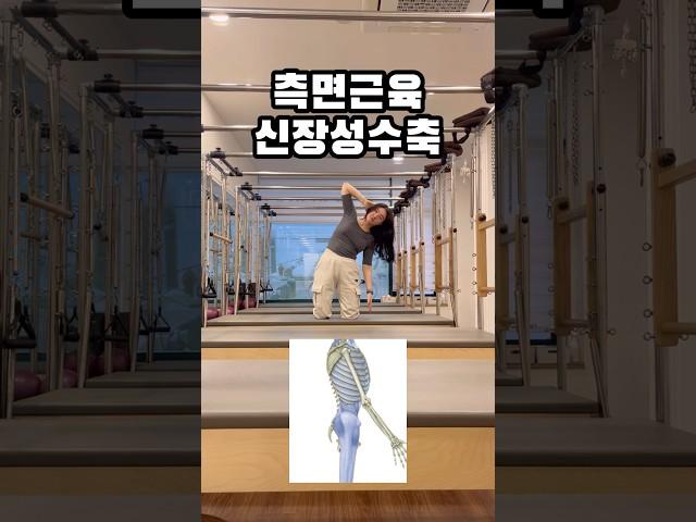 초보자를 위한 측면 근육 신장성 수축 기초운동🩷 (옆구리 라인 정리하기) #필라테스 #필라테스홈트 #다이어트