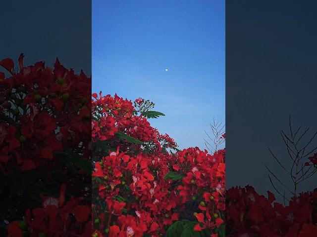 Wherever I look, it’s just nature’s magic #sky #clouds #nature #naturelovers #birds #flowers