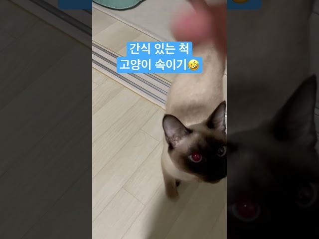 간식 있는 척 고양이 속여보기 #shorts