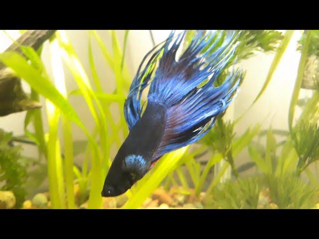 Pez betta azul, armando pecera, acuario plantado y vieja del agua albina.