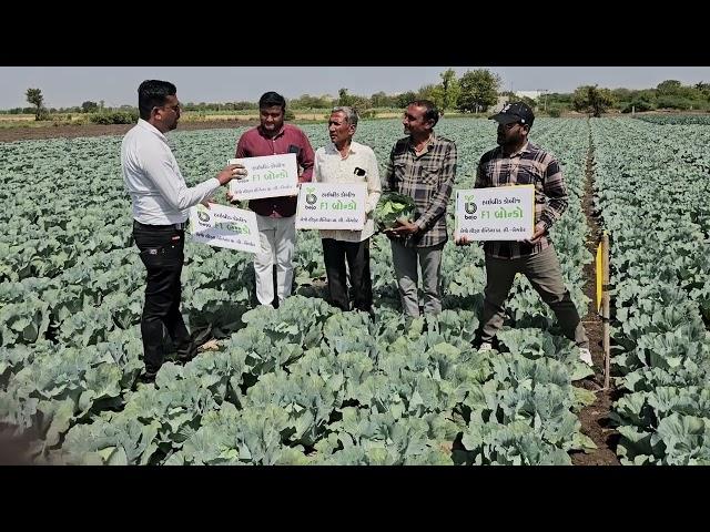 Bejo seeds Cabbage BRONCO in saurashtra area. #agriculture #farmer #Cabbage Seeds Bronco