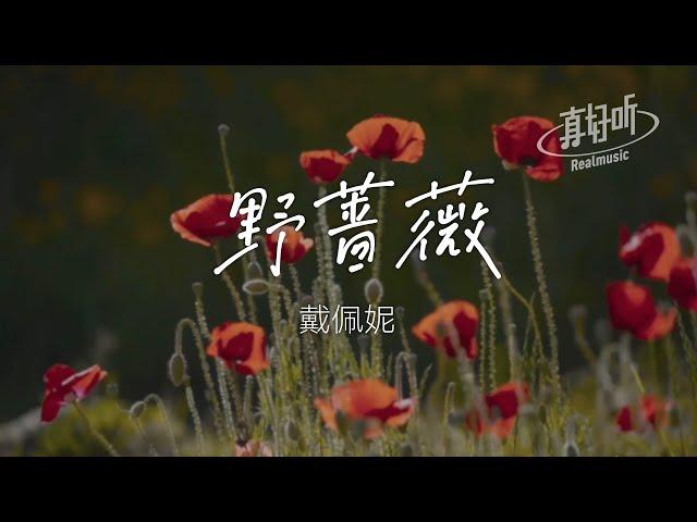 戴佩妮 - 野薔薇（純享版）「我像是一朵被愛洗滌後盛開的薔薇」【完整版】動態歌詞LyricsVideo 治癒向 無損音質