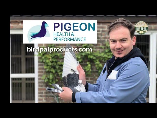 Jos Thoné's Racing Pigeon Secrets .