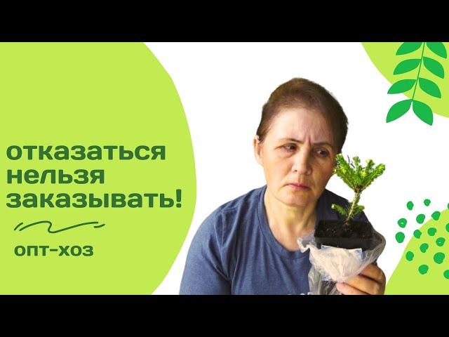 Эти саженцы расхватали как горячие пирожки! Но меня заказ не порадовал...