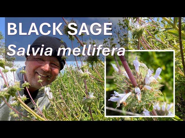 CALIFORNIA BLACK SAGE Salvia mellifera in Coto de Caza, Orange County