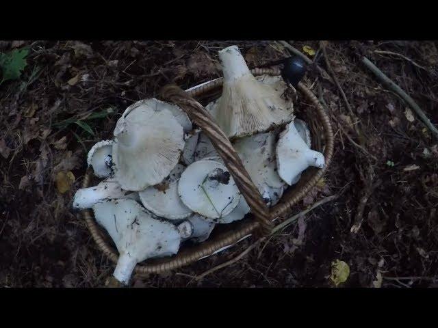 Грибы грузди как они растут ?))