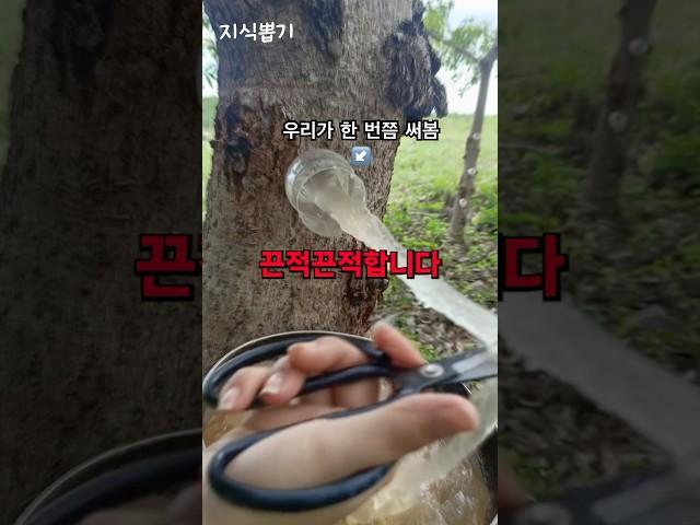 나무에서 나오는 끈적끈적한 수액