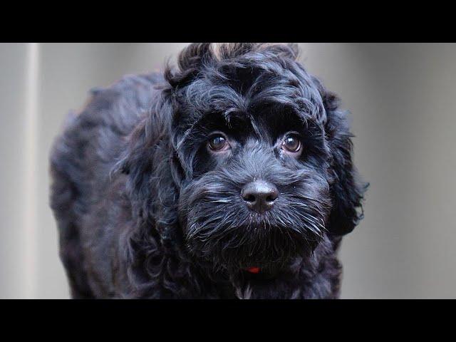 The most ADORABLE Cocker Spaniel/Poodle puppy 