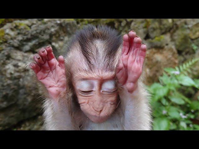 Baby Monkey