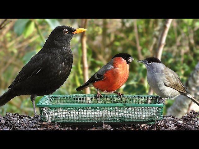 Garden Birds - Oiseaux de Jardin - Gartenvögel - Tuinvogels - Trädgårdsfåglar