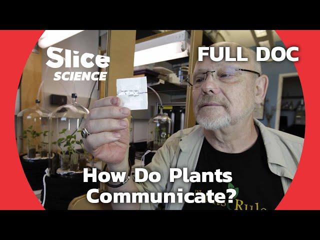 The Fascinating Hidden Language of Plants | SLICE SCIENCE | FULL DOCUMENTARY