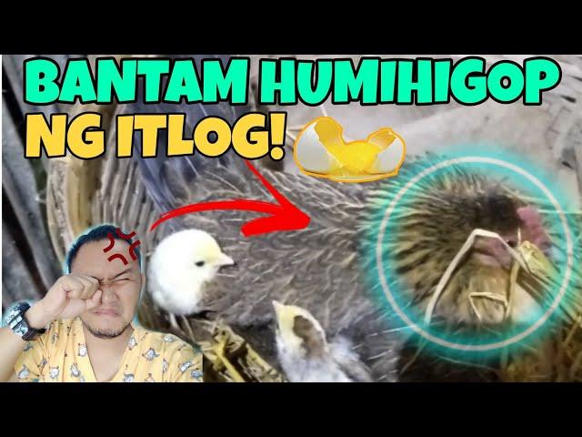 BANTAM NA HUMIHIGOP NG ITLOG | TRAINING AND MANAGEMENT