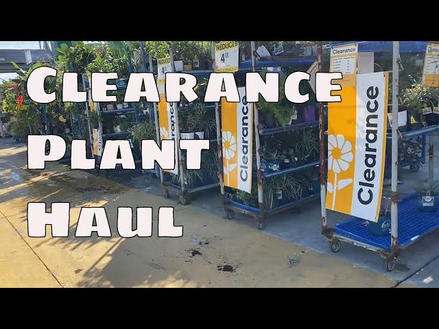 Lowe's Clearance Shopping House Plant Haul Care Tips Big Box Indoor Plant Haul