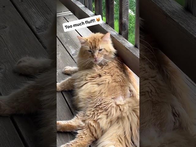 Fluffy baby!  #cat #explore #kitten #cute #pets #fyp #youtube #short