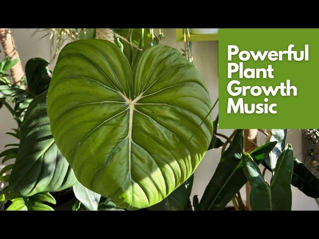 Powerful Plant Growth Music to Stimulate Growth and Happiness | Sounds for Thriving Plants