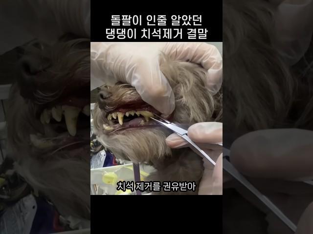 "그거 이빨 아니에요?.." 댕댕이 치석제거 지켜보던 주인이 깜놀한 까닭
