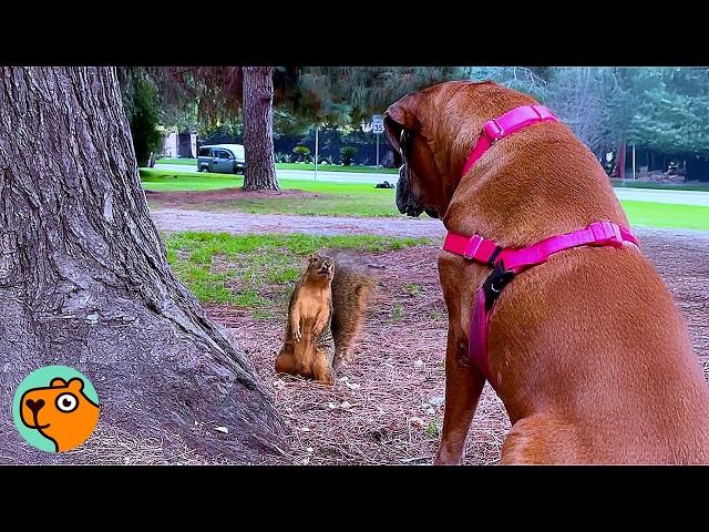 Lonely Boxer Didn’t Like Anyone, Until Squirrels Changed Everything | Cuddle Buddies