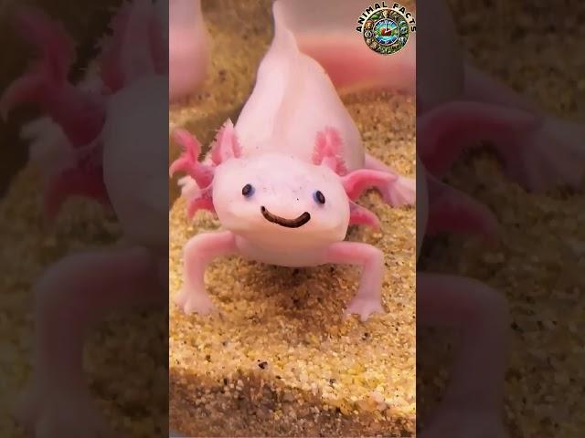  Axolotl Care 101: DO THIS First! 