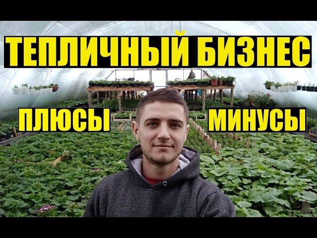 Тепличный бизнес. Плюсы и минусы.