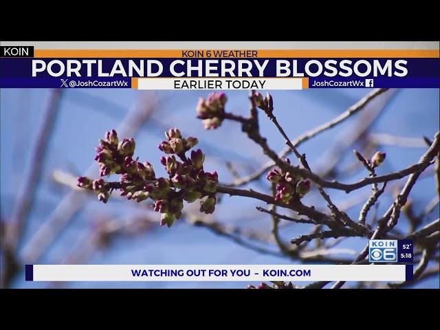 Portland's latest cherry blossom forecast