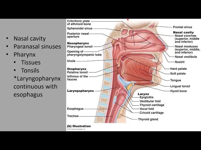 Respiratory Part 1: Respiratory Anatomy Basics