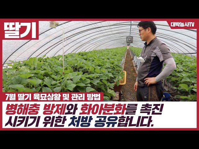 [대박농사TV 55] 7월 딸기 육묘상황 및 관리 방법. 병해충 방제와 화아분화를 촉진시키기 위한 처방 공유합니다.