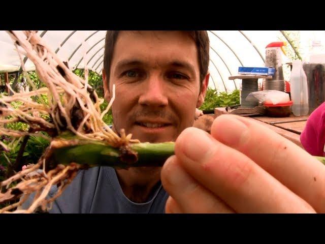 How to Grow Roses From Cuttings Fast and Easy | Rooting Rose Cuttings with a 2 Liter Soda Bottle