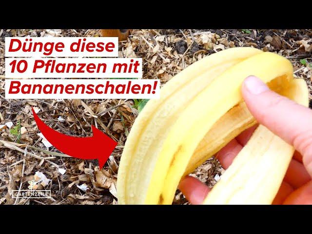 10 Pflanzen, die Bananenschalen als Dünger lieben [unbedingt mal ausprobieren!]