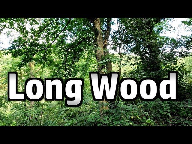 Long Wood on the Dart Trail - a Woodland Walk in Devon