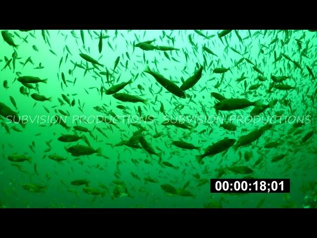 Sebastes emphaeus and Sebastes flavidus stock footage 4K