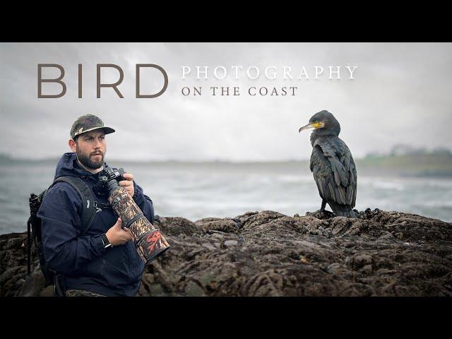 Bird Photography (On the Coast) - Irish Wildlife **