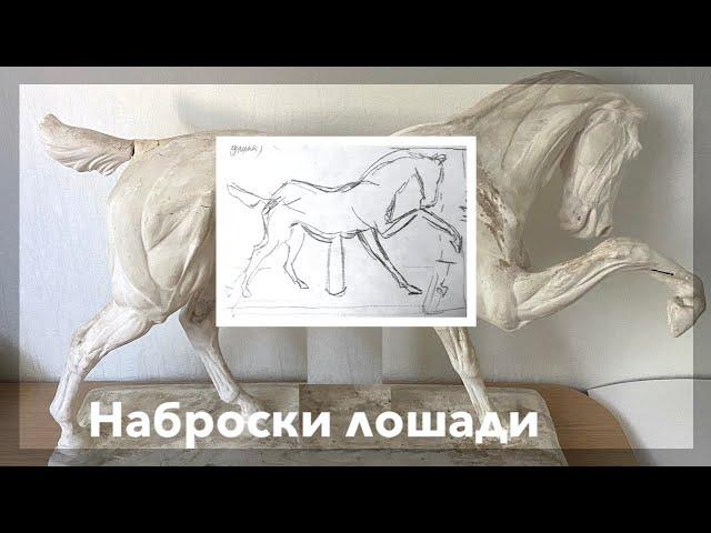 Наброски лошади карандашом. Видеоурок для школьников