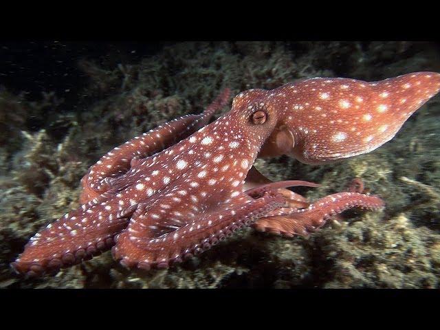 Mucky Secrets - Part 16 - Cuttlefishes & Octopuses - Lembeh Strait