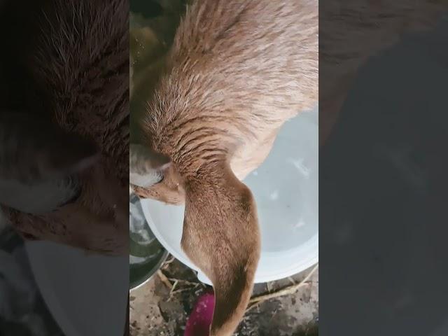 #물한모금 #물은생명 #꼬꼬닭 #숲경영체험림 #싱싱포레 #싱싱하우스 #새봄준비