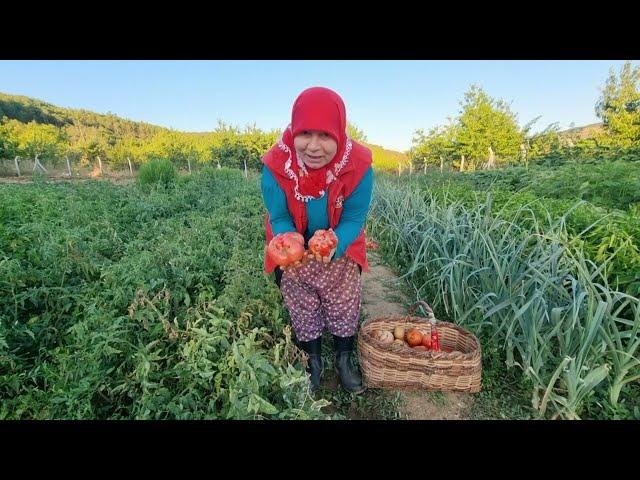 SİZ SÖYLEYİN HASTALANANLARA NE VERELİM? | YILIN DOMATES HASATI BAŞLADI 