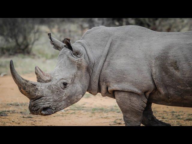 Nashorn - Das Riesige Säugetier / Dokumentation