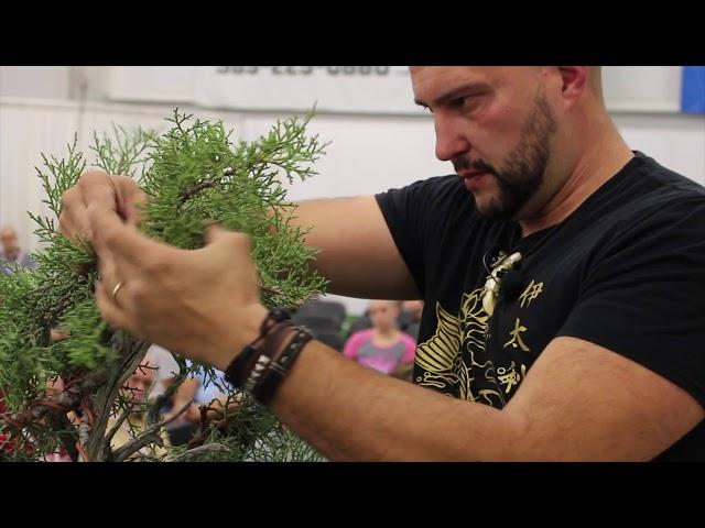 Bonsai demo by Mauro Stemberger