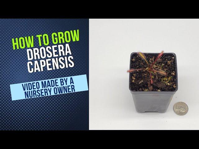 How To Grow Cape Sundew (Drosera Capensis) Grow Guide OLD