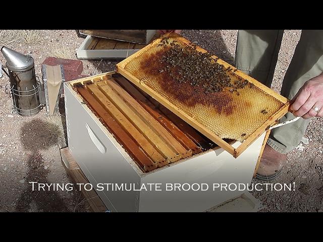 How to Strengthen a Weak Hive Part 4:  Stimulating Brood Production