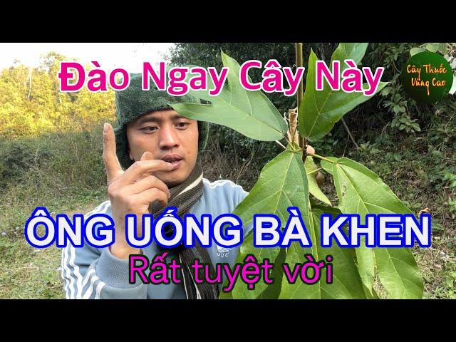 Gặp Cây Người Ngủ Củ Thức Này Hãy Lấy Ngay, VỢ KHEN Mà Còn Nhiều Công Dụng Bất Ngờ | CTVC